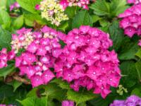 Hellrote Hortensienblüten